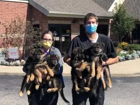 🐕 Beautiful GSD Puppies Available for Rehoming! 🐕 +13042463122